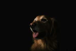How Bad Does A Dog Bite Have To Be To Sue?